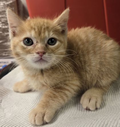 Shelter Stray Male Cat last seen S Lyon Ave & W Annadale Ave, Mendota Zone Fresno CO 1A 93640, CA, Fresno, CA 93706