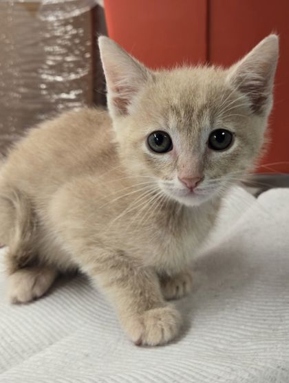 Shelter Stray Male Cat last seen S Lyon Ave & W Annadale Ave, Mendota Zone Fresno CO 1A 93640, CA, Fresno, CA 93706