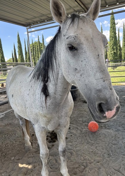 Shelter Stray Male Horse last seen Evans Ave & Shain Ave, Dos Palos Zone Fresno CO 1A 93620, CA, Fresno, CA 93706