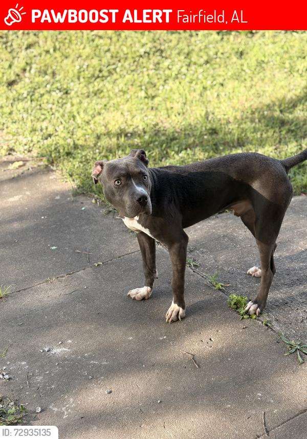 Lost Male Dog last seen Near Doctor M.L.K Blvd, Fairfield, Al, Fairfield, AL 35064