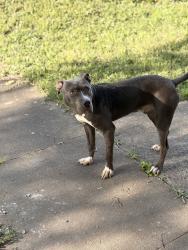 Lost Male Dog last seen Near Doctor M.L.K Blvd, Fairfield, Al, Fairfield, AL 35064