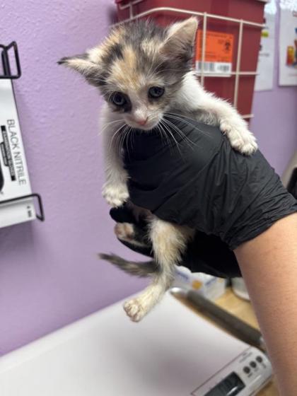 Shelter Stray Female Cat last seen El Paso, TX 79904, Fort Bliss, TX 79906