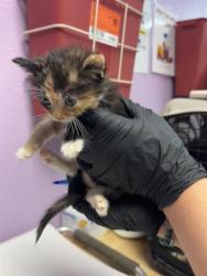 Shelter Stray Female Cat last seen El Paso, TX 79904, Fort Bliss, TX 79906