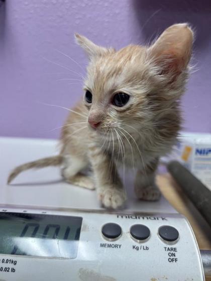 Shelter Stray Male Cat last seen El Paso, TX 79904, Fort Bliss, TX 79906
