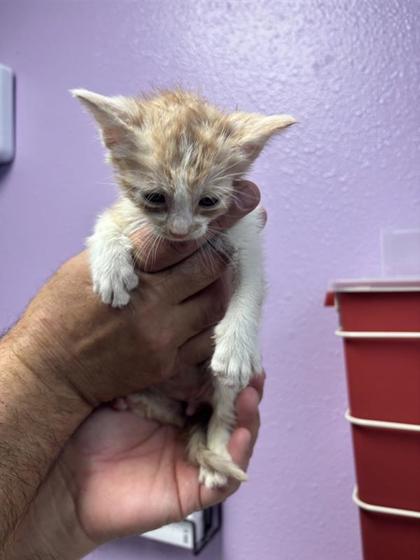 Shelter Stray Male Cat last seen El Paso, TX 79904, Fort Bliss, TX 79906