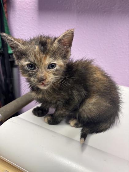 Shelter Stray Female Cat last seen El Paso, TX 79904, Fort Bliss, TX 79906