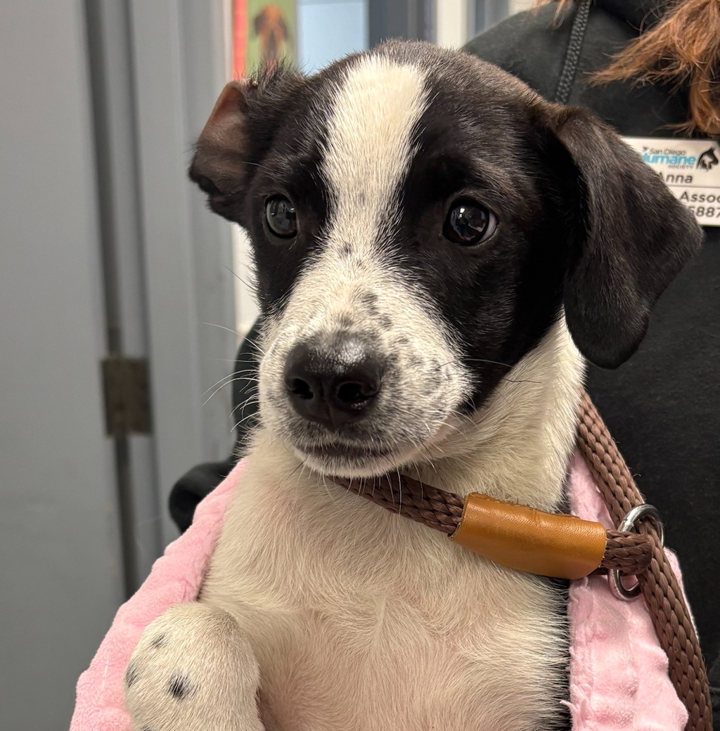 Shelter Stray Male Dog last seen Near Imperial Beach Boulevard, Imperial Beach, CA, 91932, San Diego, CA 92110
