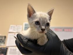 Shelter Stray Male Cat last seen Near Postal Way, Vista, CA, 92083, Oceanside, CA 92058