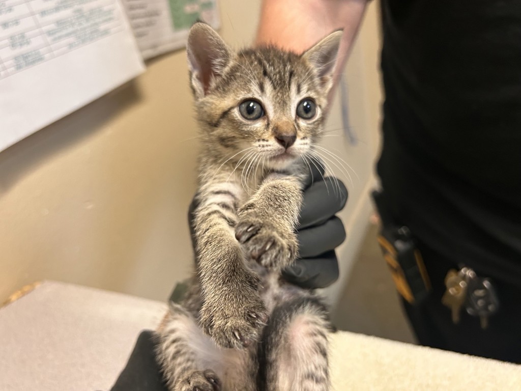 Shelter Stray Female Cat last seen Near Postal Way, Vista, CA, 92083, Oceanside, CA 92058