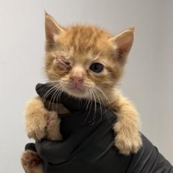 Shelter Stray Male Cat last seen Near Ocean View Boulevard, San Diego, CA, 92113, San Diego, CA 92110