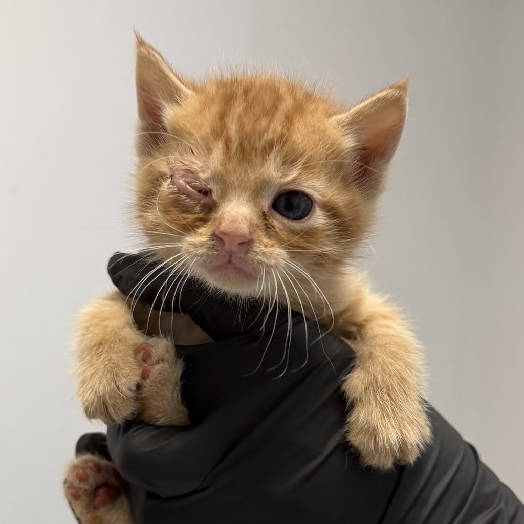 Shelter Stray Male Cat last seen Near Ocean View Boulevard, San Diego, CA, 92113, San Diego, CA 92110