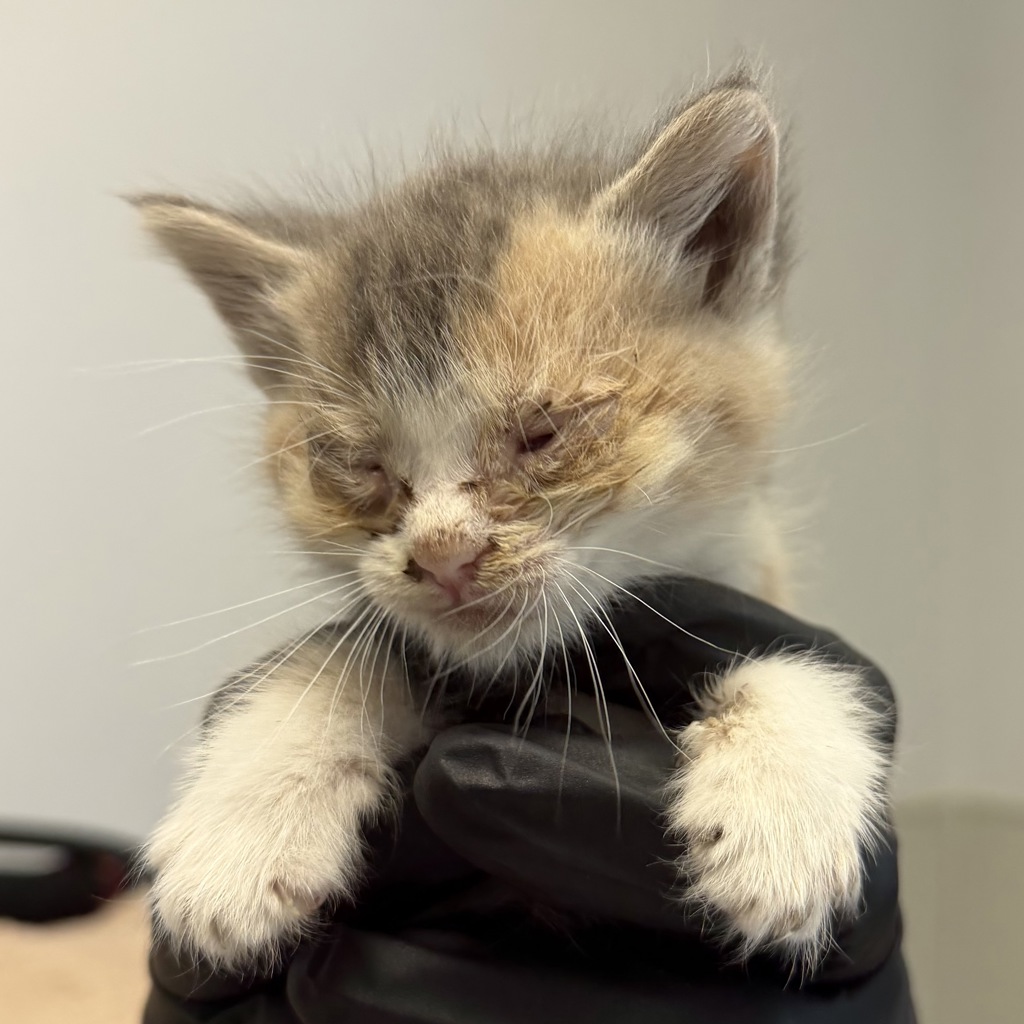 Shelter Stray Female Cat last seen Near Ocean View Boulevard, San Diego, CA, 92113, San Diego, CA 92110
