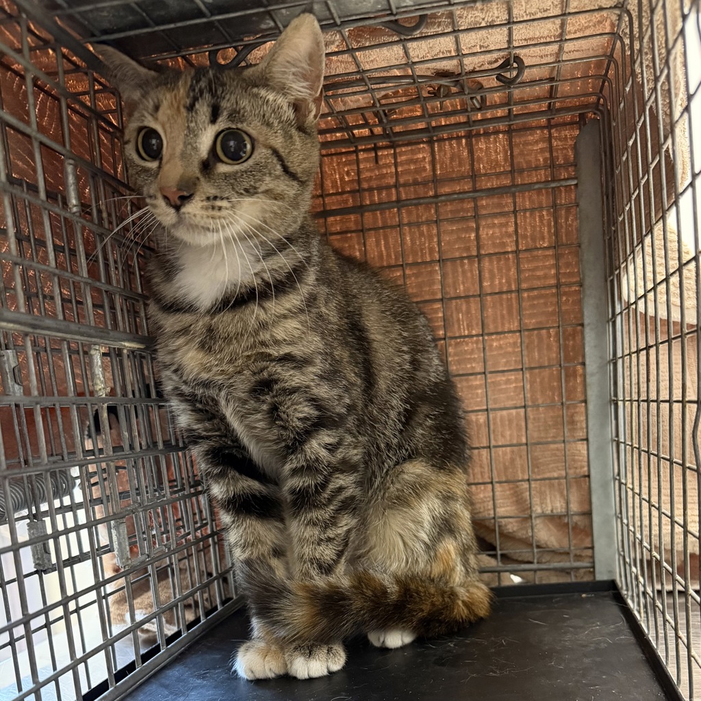 Shelter Stray Female Cat last seen Near Ocean View Boulevard, San Diego, CA, 92113, San Diego, CA 92110