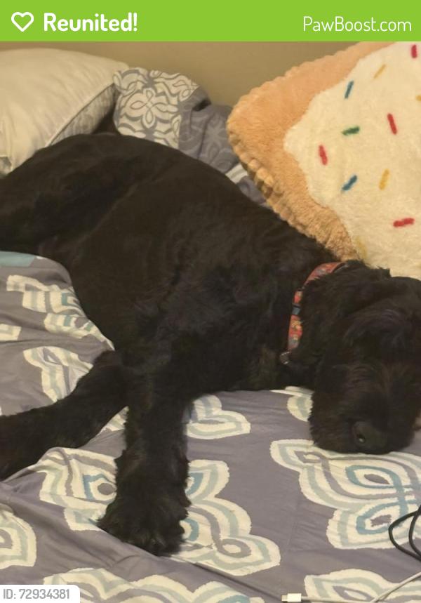Reunited Male Dog last seen Periwinkle ln and shamrock , Beaumont, CA 92223