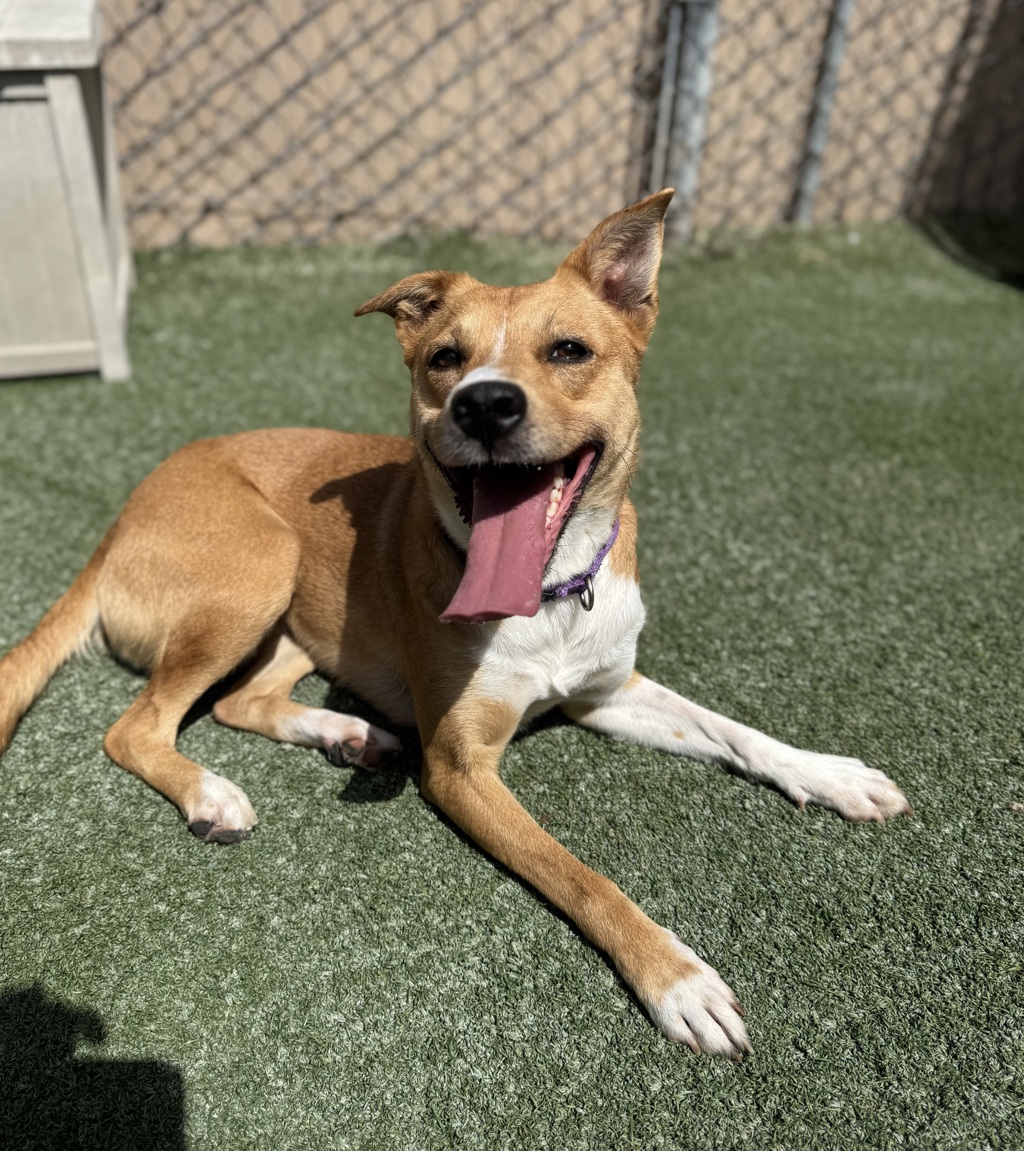 Shelter Stray Female Dog last seen Near Walnut Avenue, Carlsbad, CA, 92008, Oceanside, CA 92058