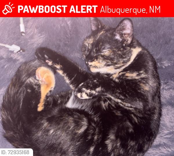 Lost Female Cat last seen Pennsylvania and Copper, Albuquerque, NM 87108