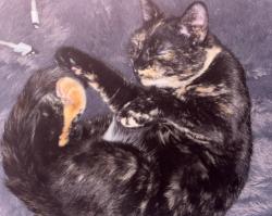 Lost Female Cat last seen Pennsylvania and Copper, Albuquerque, NM 87108