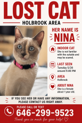 Lost Female Cat last seen Island 16 movies , horseblock rd , Holbrook, NY 11741