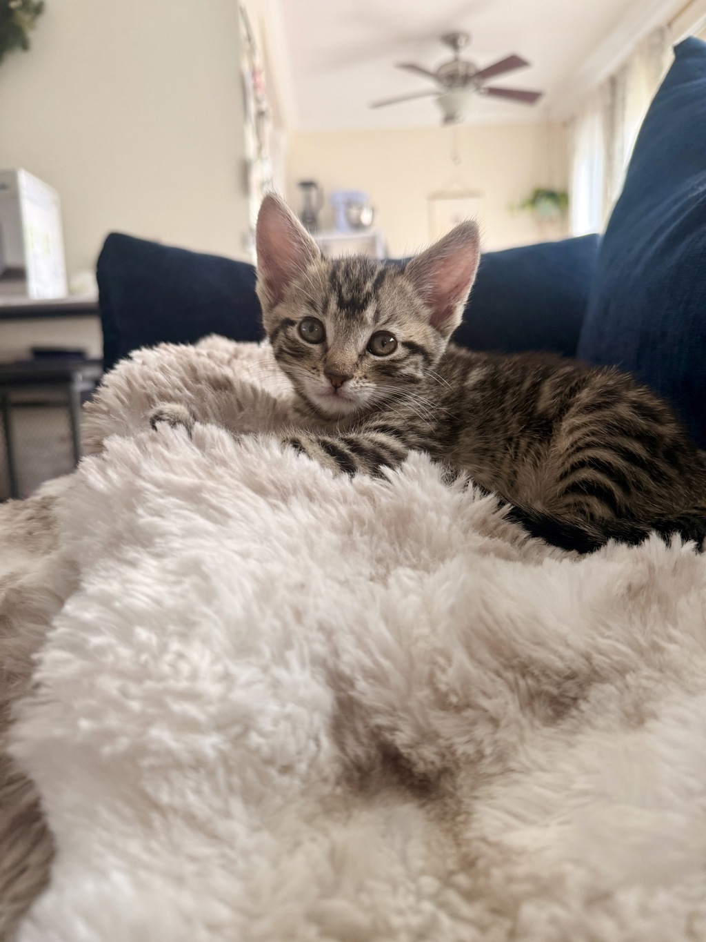 Shelter Stray Female Cat last seen Airway Road, San Diego, CA, 92154, San Diego, CA 92110