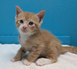 Shelter Stray Male Cat last seen Near Flanders Drive, San Diego, CA, 92126, El Cajon, CA 92020
