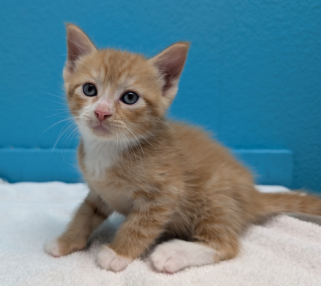 Shelter Stray Male Cat last seen Near Flanders Drive, San Diego, CA, 92126, El Cajon, CA 92020