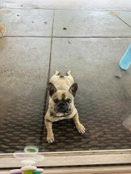Reunited Male Dog last seen Border and Emerson dr , Corona, CA 92882