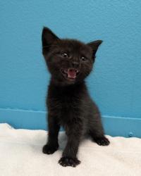 Shelter Stray Female Cat last seen Near Flanders Drive, San Diego, CA, 92126, El Cajon, CA 92020