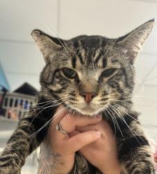 Shelter Stray Male Cat last seen CVAC, Chula Vista, CA, 91911, San Diego, CA 92110