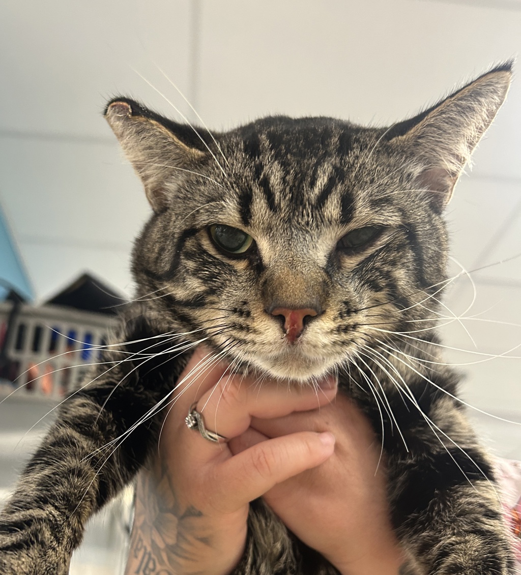 Shelter Stray Male Cat last seen CVAC, Chula Vista, CA, 91911, San Diego, CA 92110
