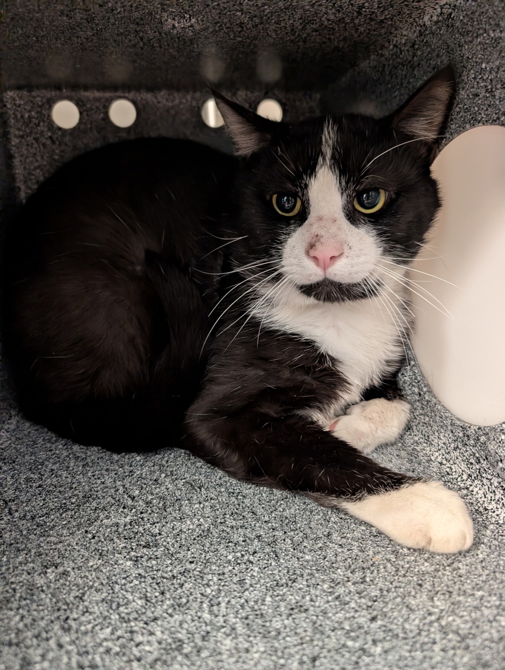 Shelter Stray Male Cat last seen Near 60th Street, San Diego, CA, 92114, San Diego, CA 92110
