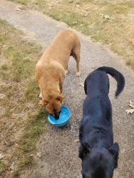 Reunited Unknown Dog last seen Near fruitridge across from lova cap, Placerville, CA 95667