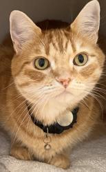 Lost Male Cat last seen Madera Dr SW and Madera Gardens Dr SW, Lakewood, WA 98499