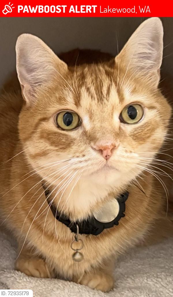 Lost Male Cat last seen Madera Dr SW and Madera Gardens Dr SW, Lakewood, WA 98499