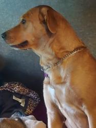 Reunited Male Dog last seen Farm road, Erwin Hills Rd, Olivette Rd, Asheville, NC 28804