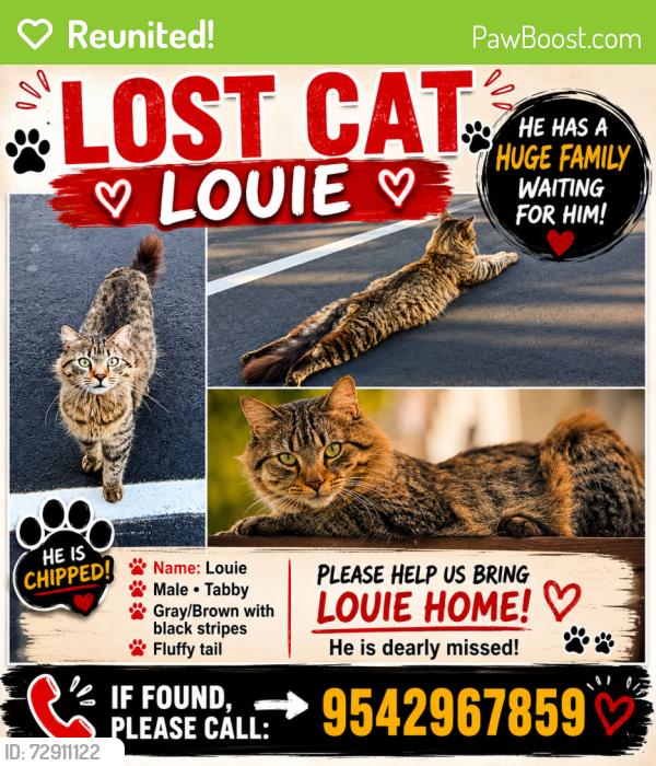 Reunited Male Cat last seen Griffin Rd , Davie , Davie, FL 33328