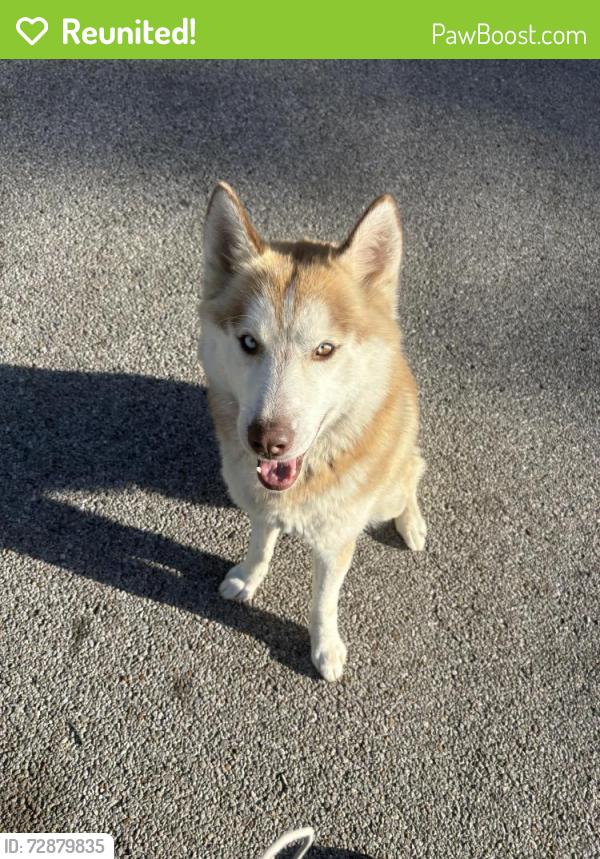 Reunited Male Dog last seen Winridge elementary , Memphis, TN 38115