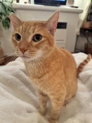 Lost Male Cat last seen Between Guthrie and sawyer , Los Angeles, CA 90034