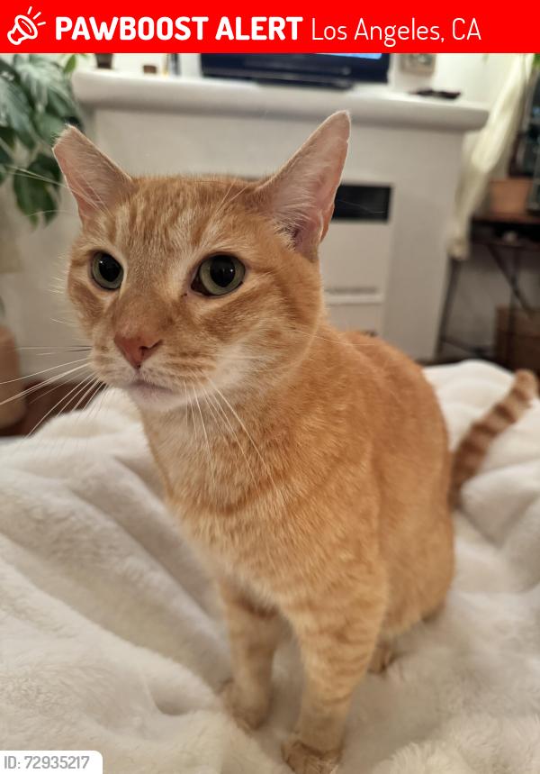 Lost Male Cat last seen Between Guthrie and sawyer , Los Angeles, CA 90034