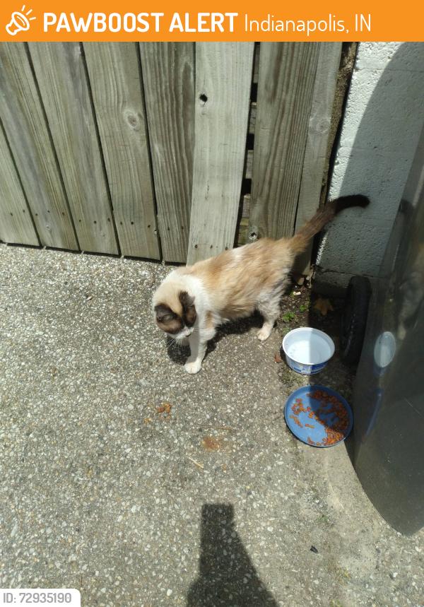 Found/Stray Male Cat last seen Minnesota n Emerson avenue, Indianapolis, IN 46219
