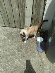 Found/Stray Male Cat last seen Minnesota n Emerson avenue, Indianapolis, IN 46219