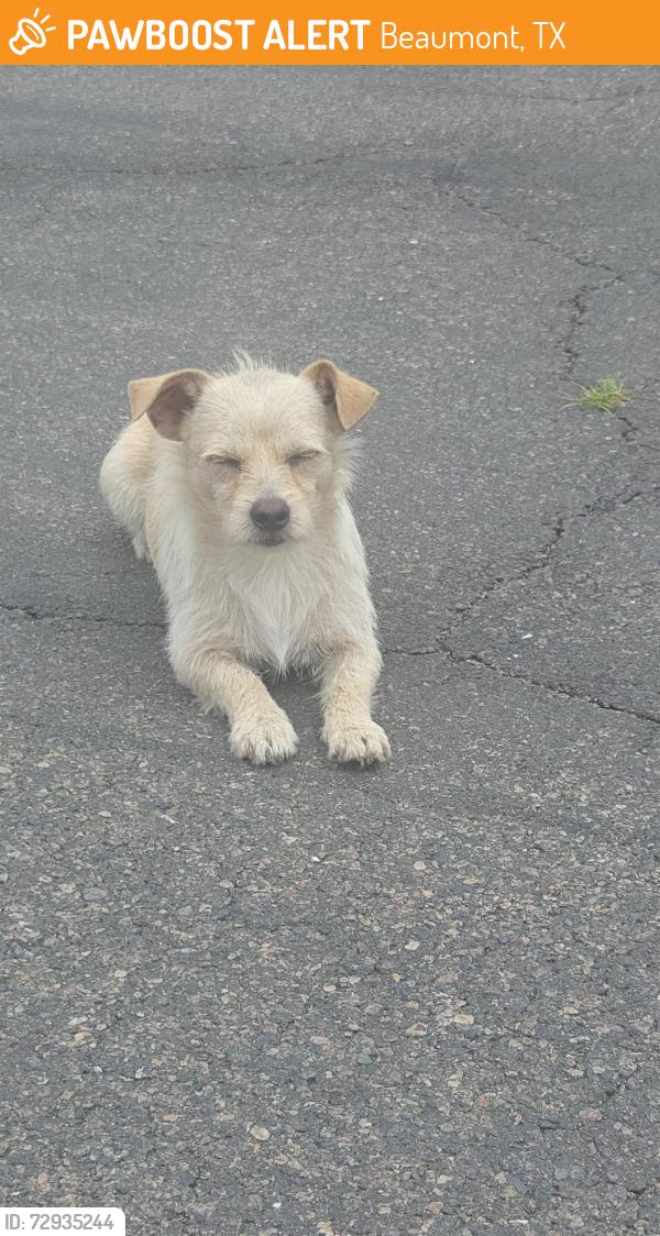 Found/Stray Unknown Dog last seen Parkland Mall, Beaumont, TX 77706