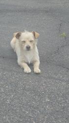 Found/Stray Unknown Dog last seen Parkland Mall, Beaumont, TX 77706