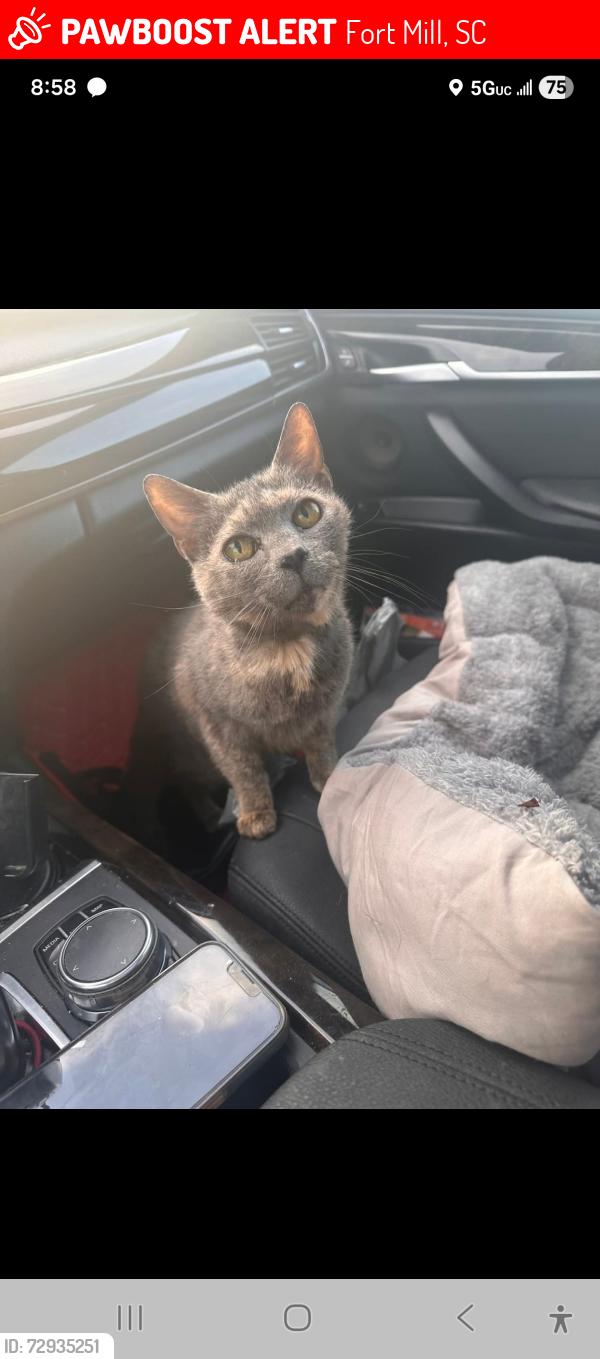 Lost Female Cat last seen Friend field Dr and N Dobys Bridge Rd, Fort Mill, SC 29715
