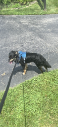 Lost Male Dog last seen Cherry and elm, Norristown, PA 19401