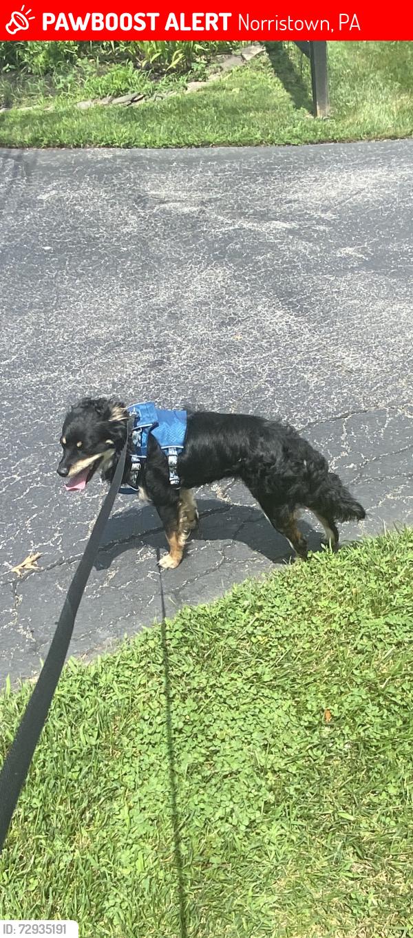 Lost Male Dog last seen Cherry and elm, Norristown, PA 19401