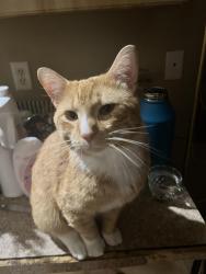 Lost Male Cat last seen Wawa, The Crossings, Valerie Blvd, Sebring, FL 33870