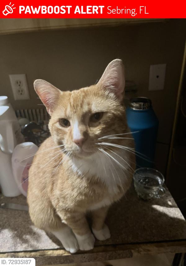 Lost Male Cat last seen Wawa, The Crossings, Valerie Blvd, Sebring, FL 33870