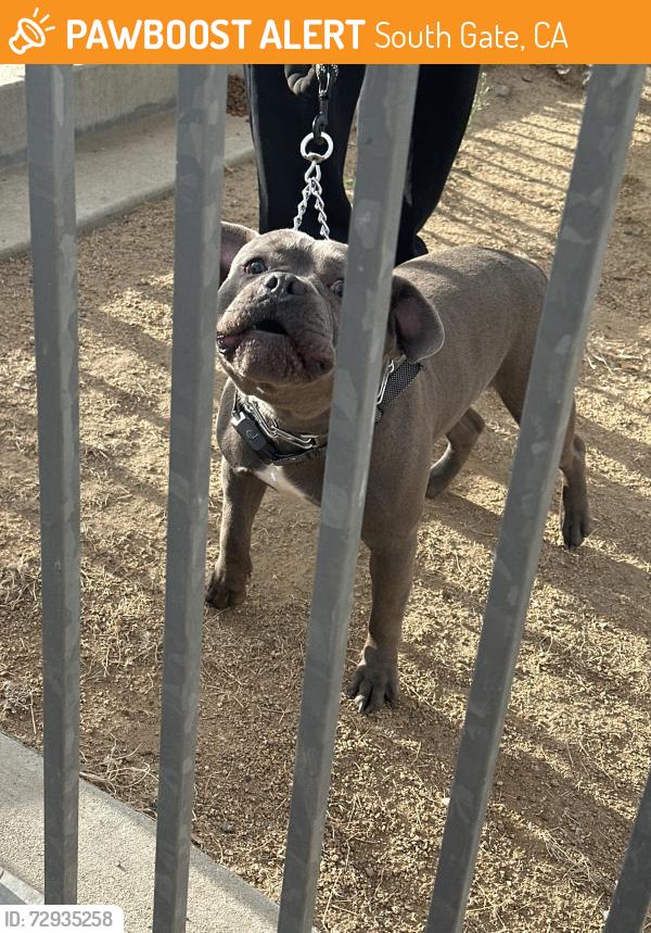 Found/Stray Male Dog last seen Hollydale park, South Gate, CA 90280