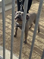 Found/Stray Male Dog last seen Hollydale park, South Gate, CA 90280