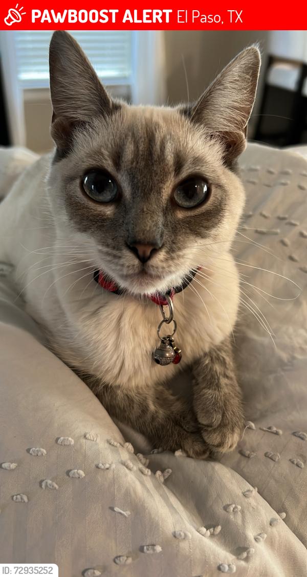Lost Female Cat last seen Paseo del este and Lanner st , El Paso, TX 79928